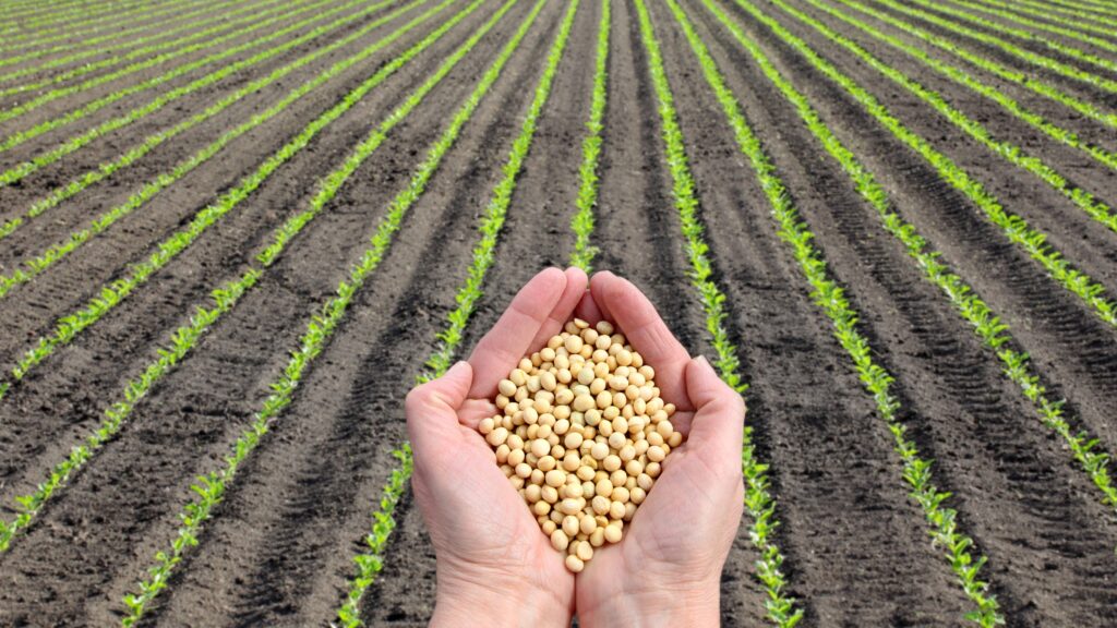 Graines de soja dans les mains d'un agriculteur devant un champ de soja.