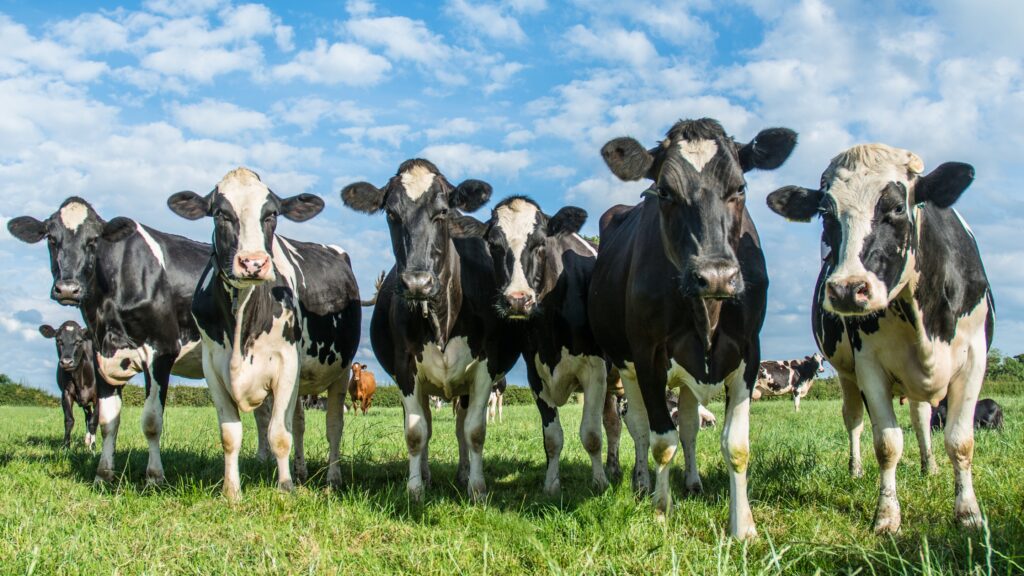 Un groupe de vaches noires et blanches dans un champ pour la viande locale.