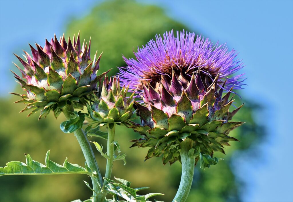 Fleurs d'artichaut en pleine floraison, représentant la beauté des plantes souvent négligée dans les remarques anti-végétariennes.