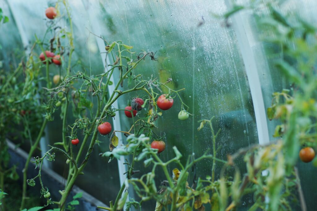 Plantes de tomates en serre, illustrant la culture des légumes, une réponse concrète aux remarques anti-végétariennes sur l'apport alimentaire.