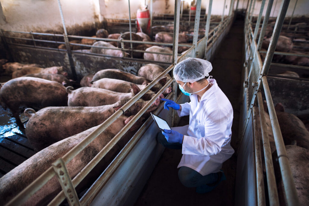 Un homme en tenue de laboratoire observant des porcs dans un élevage industriel, symbole de la consommation de viande.